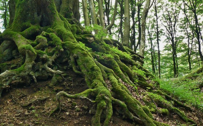 eb32b7092bf21c3e81584d04ee44408be272e0dc10b2174697f5_1280_forest-roots